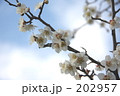青空に咲く花