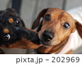 202969