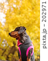 202971