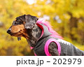 202979