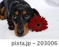 203006