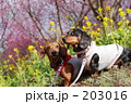 203016