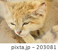 猫のご先祖さま