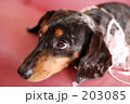 203085
