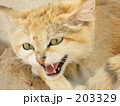 猫のご先祖さま