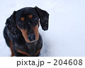 犬のナミダ
