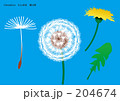 蒲公英