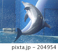 イルカのジャンプ