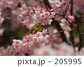 寒桜とメジロ