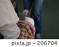 206704