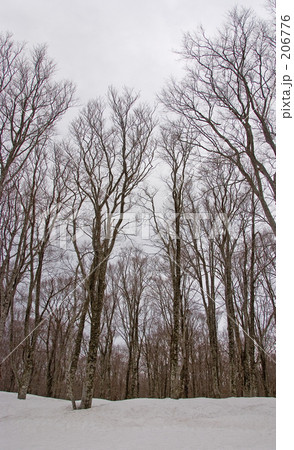 「ブナ林」の写真素材 「ブナ林」の写真素材