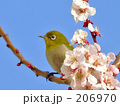 梅に鶯