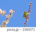 梅とウグイス
