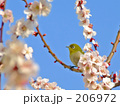 梅にウグイス