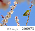 ウグイスと梅