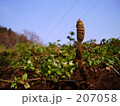 つくし