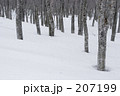 冬のブナ林