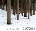 冬の杉林
