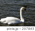 白鳥