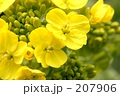 菜の花