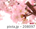 SAKURA 20080308107