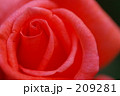 オレンジピンクのバラ