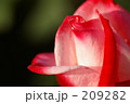 赤白の薔薇