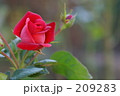 赤い薔薇と蕾