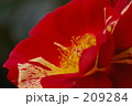 赤斑の薔薇
