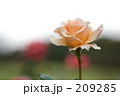 オレンジクリーム色の薔薇
