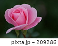 ピンクのバラ