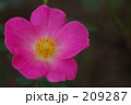 ピンクのかわいい薔薇