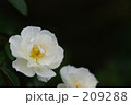 白いバラ