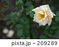 クリーム色のバラと落ちた花びら