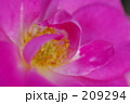 ピンクの薔薇 アップ