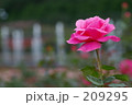 ピンクの薔薇のある光景