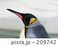 素材ナンバー 209742 : 「キングペンギン」