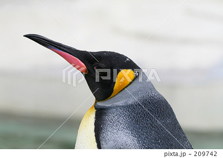 キングペンギン キングペンギン