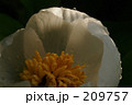 山芍薬
