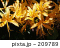 ショウキズイセン　鐘馗水仙 Lycoris aurea Herb