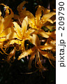 ショウキズイセン　鐘馗水仙 Lycoris aurea Herb