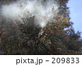 杉花粉３