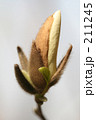 白木連の蕾