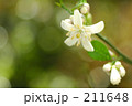 レモンの花