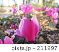 花の先に