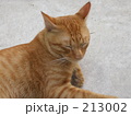 213002