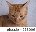 213006
