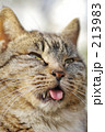 舌出し しましま猫 アップ