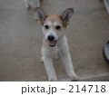 元気な子犬