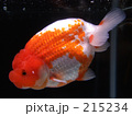 金魚の王様「らんちゅう」